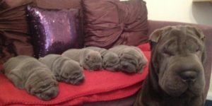 Wrinkle factory