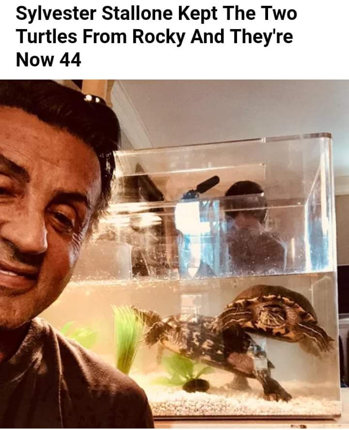 Treat your turtles well.