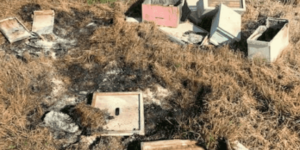 An alleged human broke into an apiary in Texas and burned 600,000 bees.