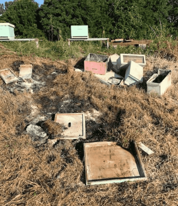 An alleged human broke into an apiary in Texas and burned 600,000 bees.