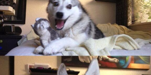 It’s always a good time for Pun Husky