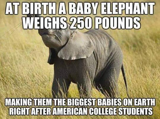 Baby elephants can weigh up to 250 pounds at birth. 