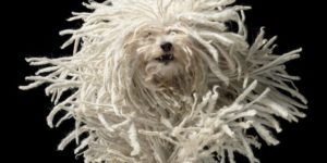 The Komondor (Hungarian Sheepdog) was bred for a long thick coat that wolves could not penetrate while they guarded livestock