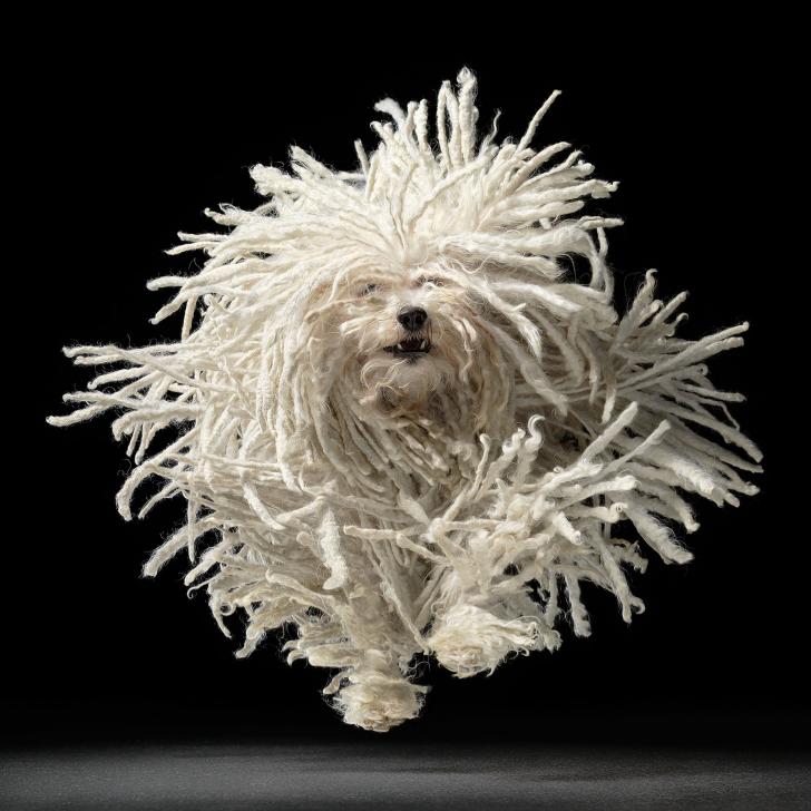 The Komondor (Hungarian Sheepdog) was bred for a long thick coat that wolves could not penetrate while they guarded livestock