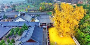 1,000 year old ginko tree in China puts on a show.