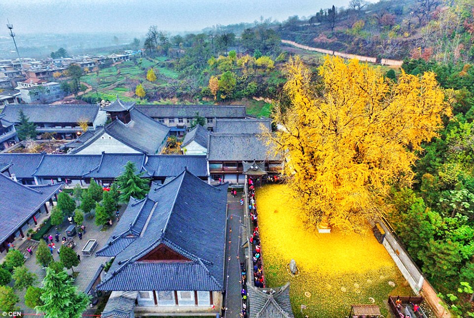 1,000 year old ginko tree in China puts on a show.
