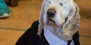 Blind senior doggo gets surprise party at shelter