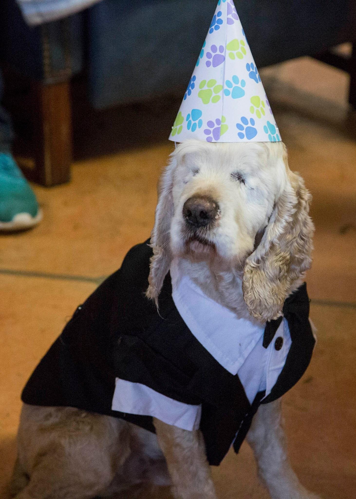 Blind senior doggo gets surprise party at shelter