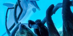Texas aquarium shows a sloth to the dolphins.