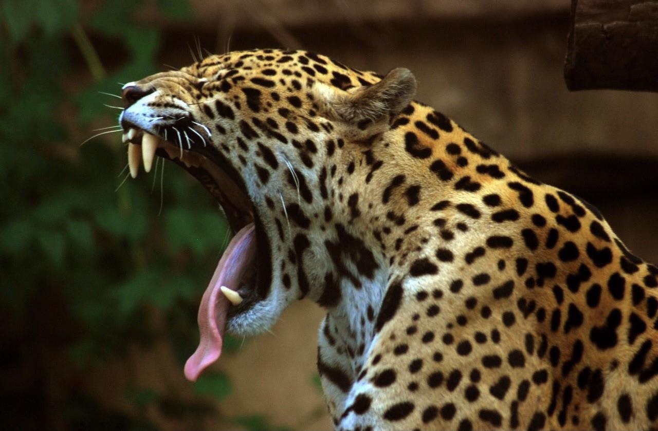 Danger yawns. 