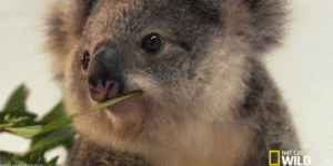 I think a koala just hit on me…