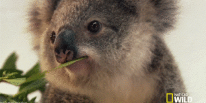 I+think+a+koala+just+hit+on+me%26%238230%3B