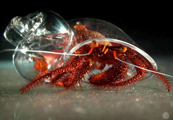 Hermit Crab in a Glass Shell...