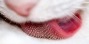 Cat’s tongue close up