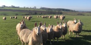 These sheep have uppy ears.