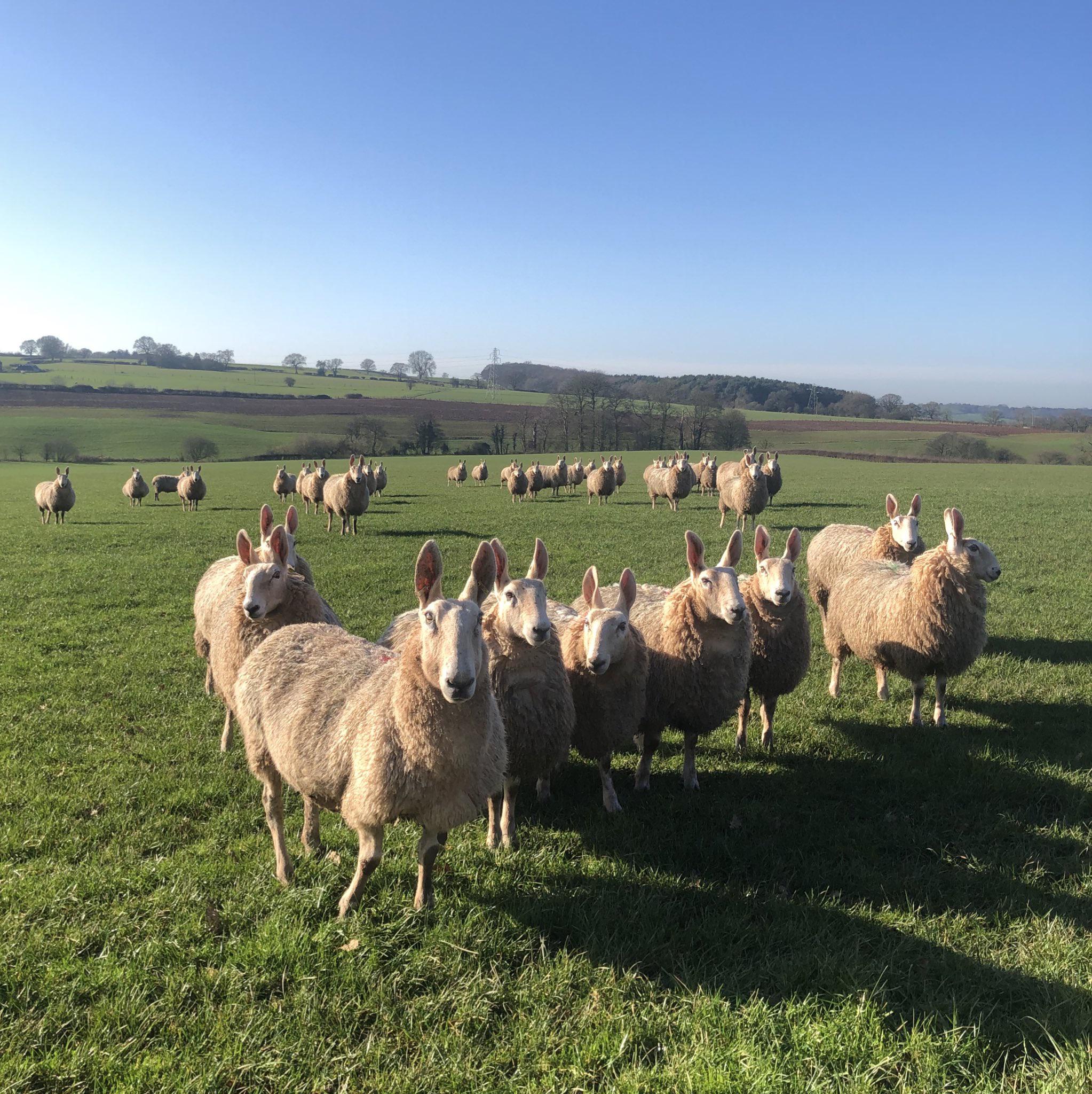 These sheep have uppy ears.