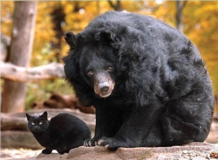 A cat showed up at the Berlin Zoo one day and became best friends with Maeuschen, a 40-year old Asian bear.