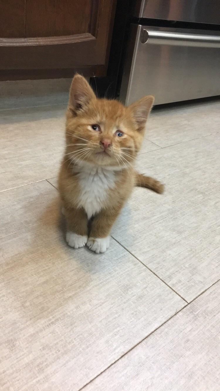 Blind kitty we found alone in the garden.