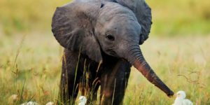 A baby elephant feeding egrets