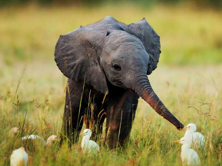 A baby elephant feeding egrets