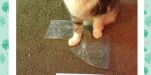 Cat shaming: Drug edition