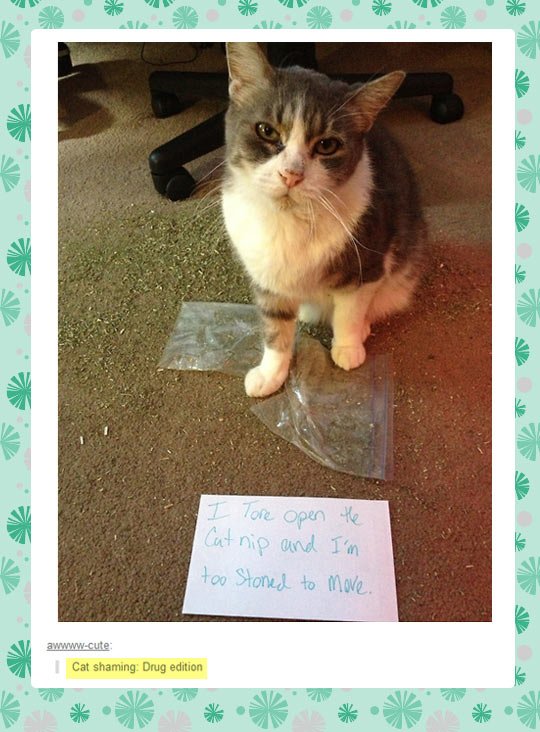 Cat shaming: Drug edition