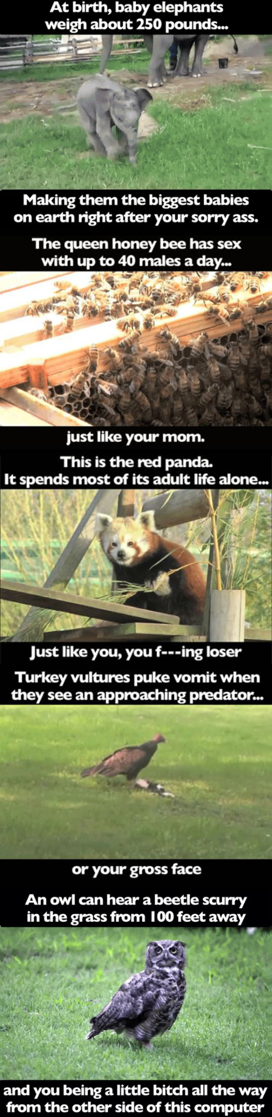 Animal facts.