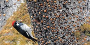 Winter is coming. – Acorn Woodpecker, probably.