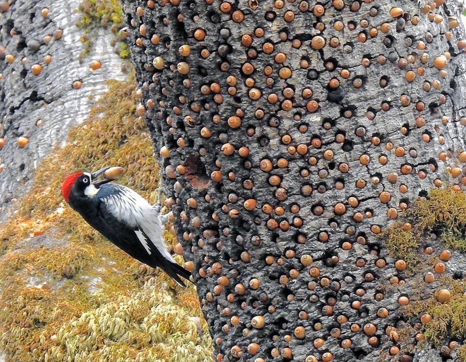 Winter is coming. - Acorn Woodpecker, probably.