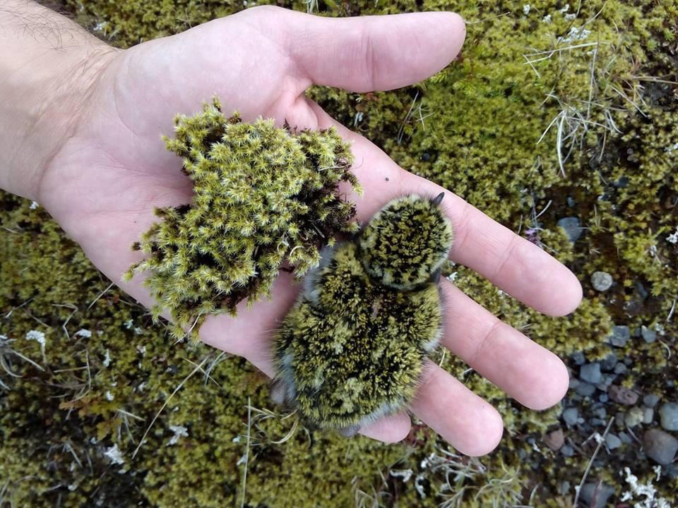 The Golden Plover matches the mossy Arctic nesting site perfectly