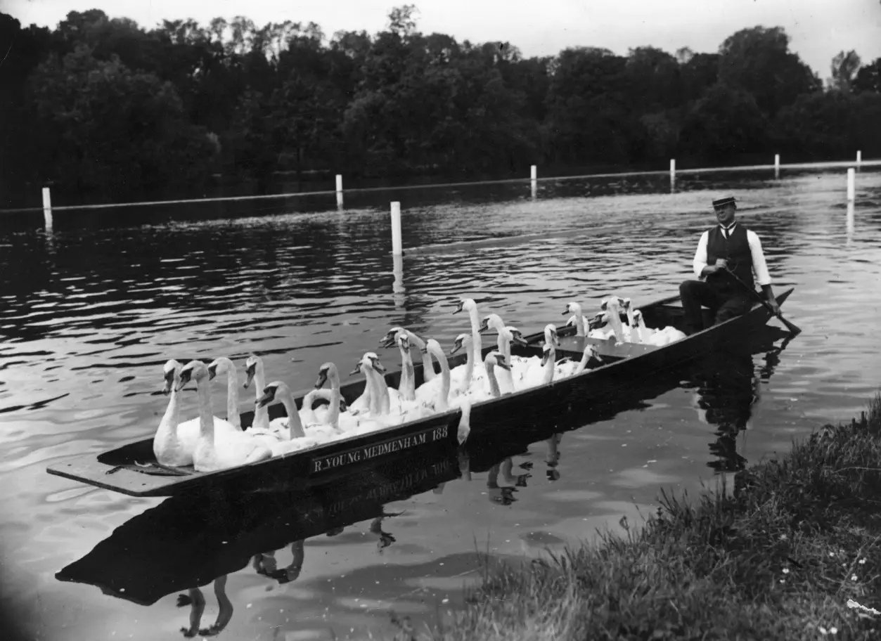 Swans were free in most parks, circa 1950.
