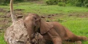 Safari down makes the best pillows.