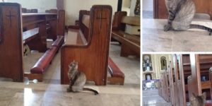 Cats For Christ