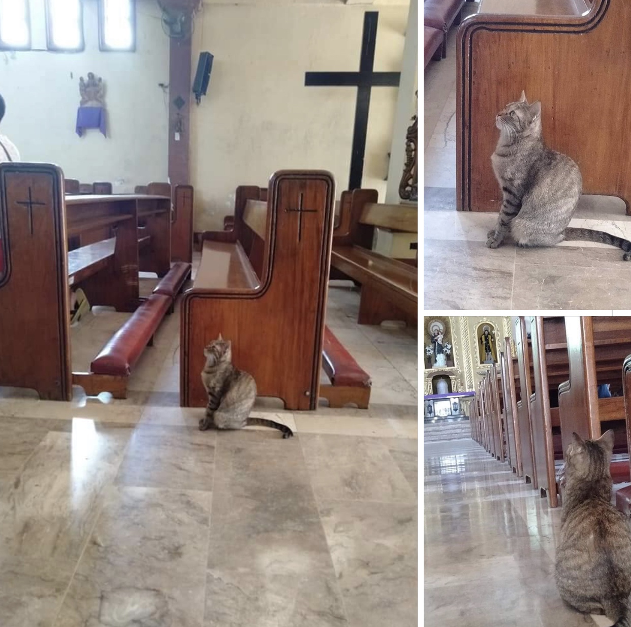 Cats For Christ