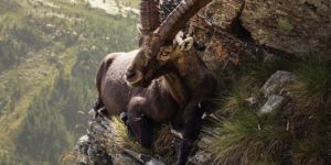 Even an Ibex needs a break.
