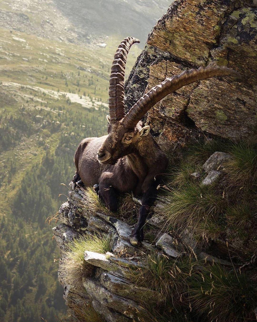 Even an Ibex needs a break.