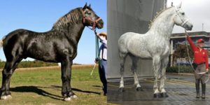 Gray Percherons are born black and slowly turn gray. This is the same horse 5 years apart.