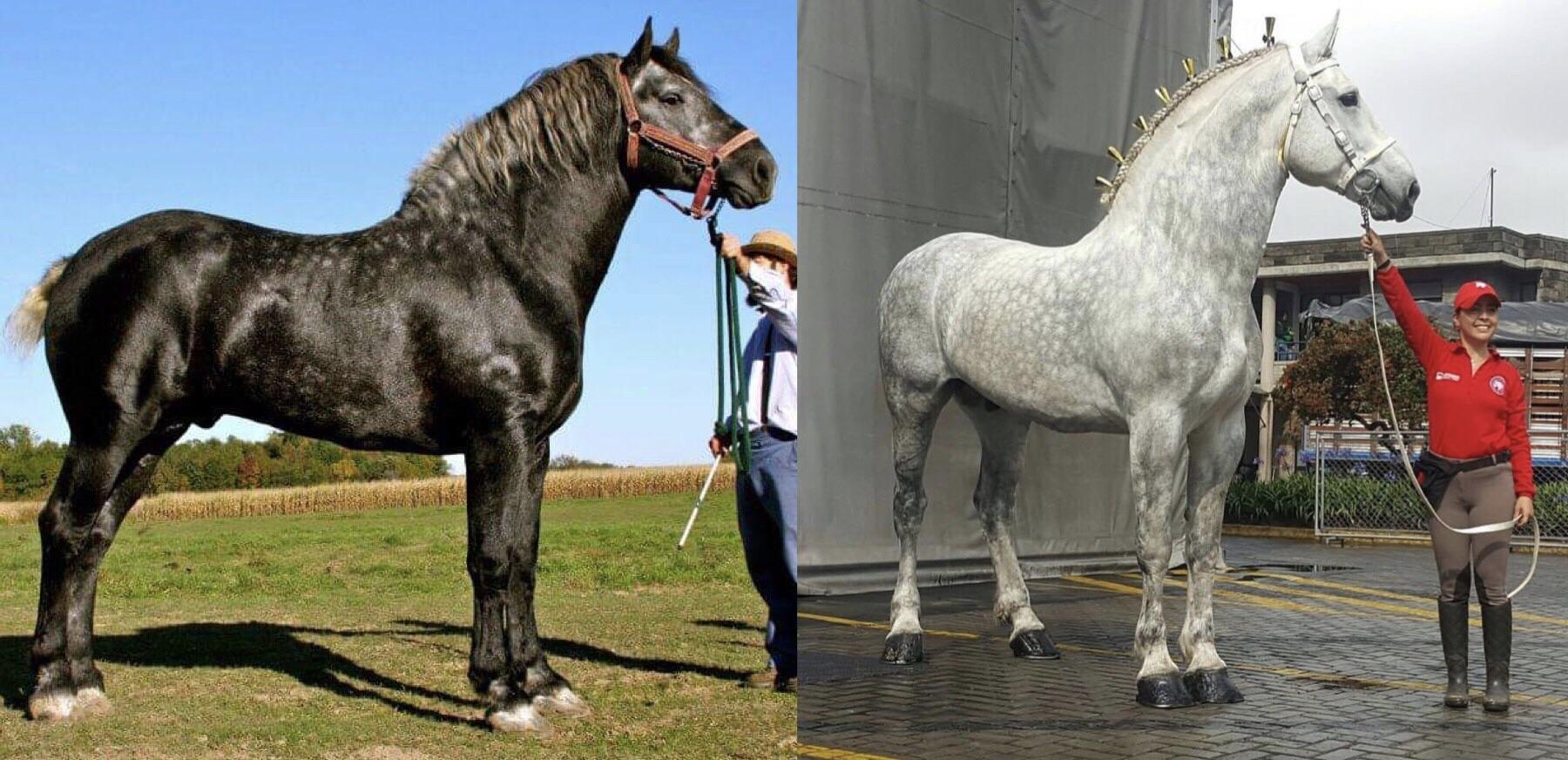 Gray Percherons are born black and slowly turn gray. This is the same horse 5 years apart.