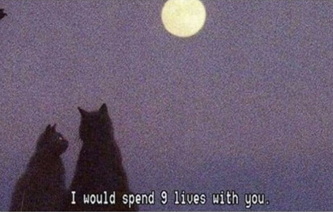 You are my spirit mammal.