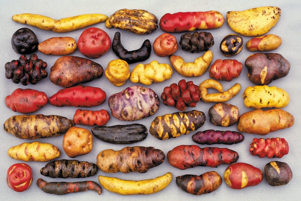 The many potat of Peru. 