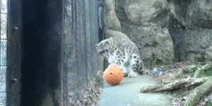Snow leopard playing with a ball.