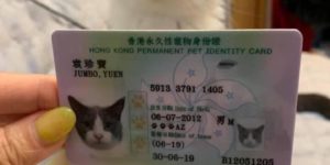 In Honk Kong, pets have their own ID cards.