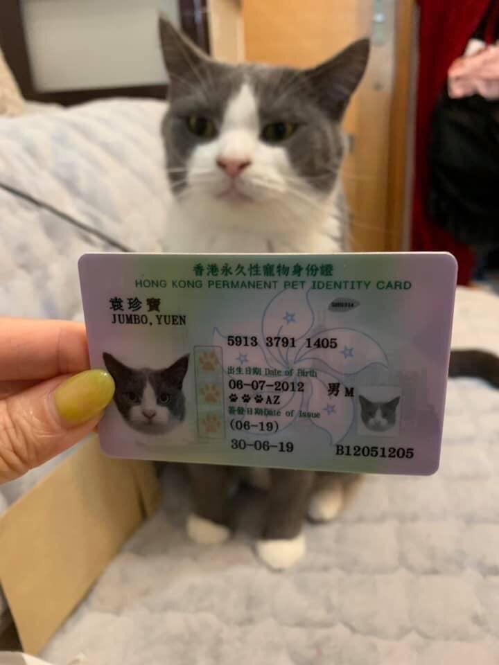 In Honk Kong, pets have their own ID cards.