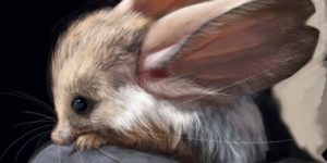 Long Eared Jerboa?