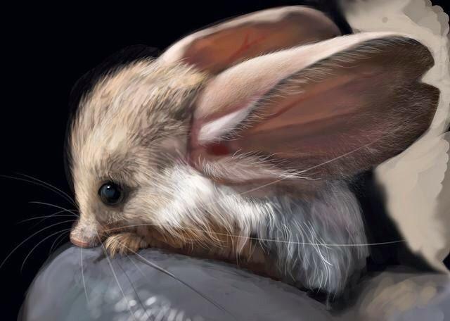 Long Eared Jerboa?