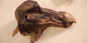 A preserved Dodo bird kept at the Oxford University Museum of Natural History.