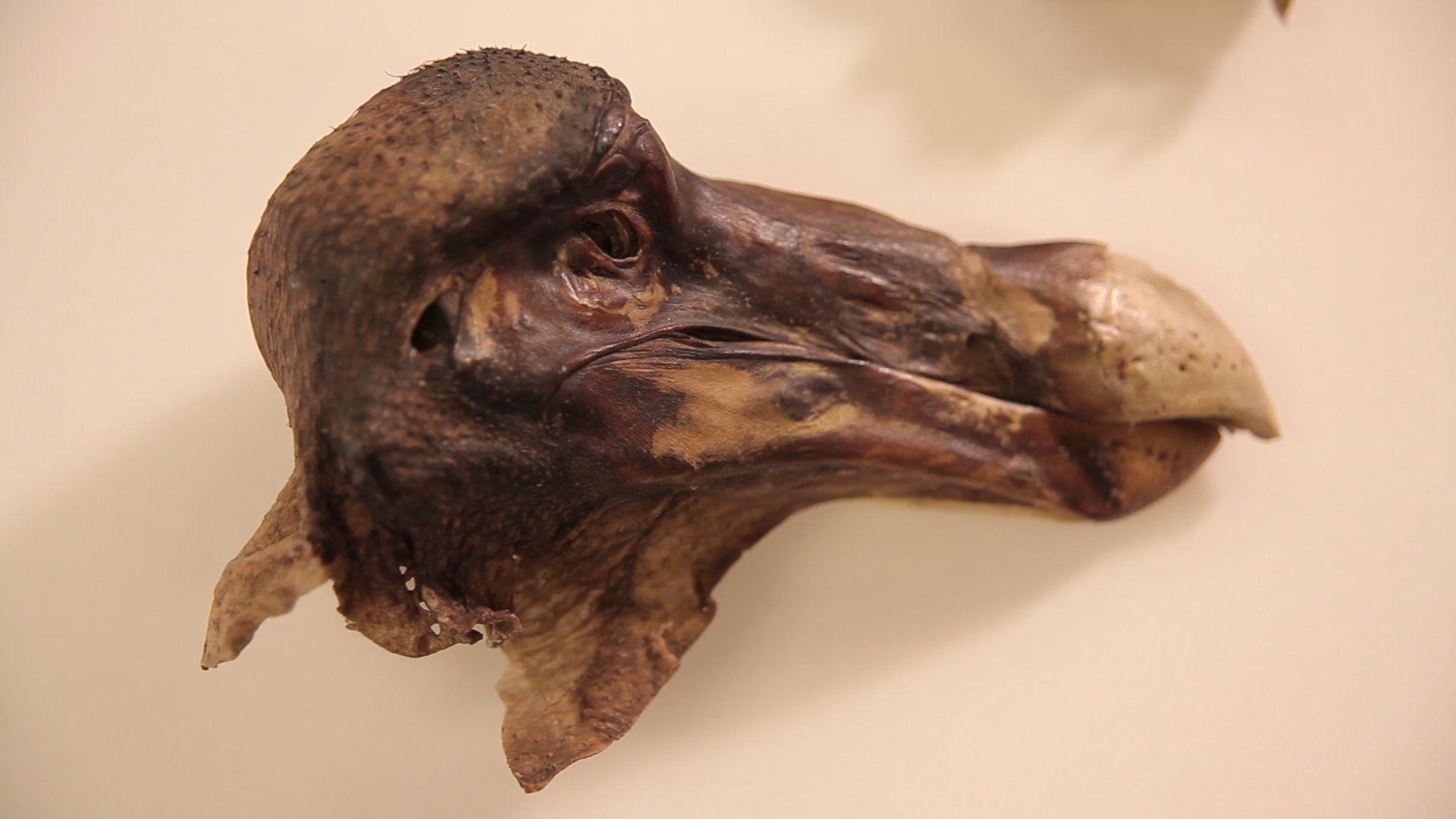 A preserved Dodo bird kept at the Oxford University Museum of Natural History. 