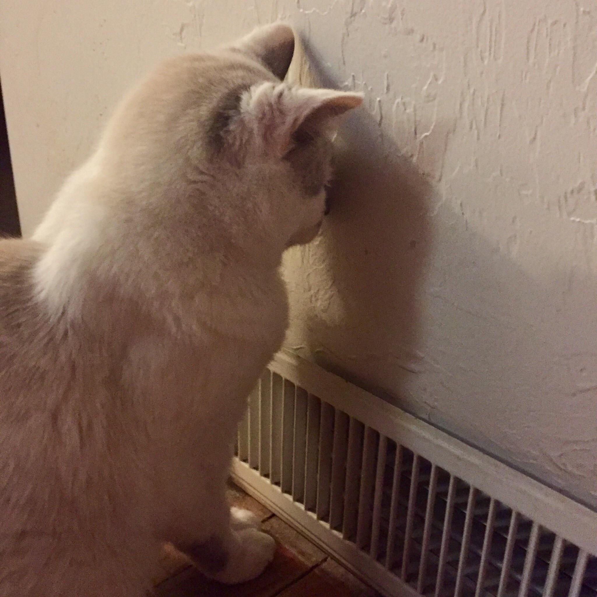 She's blind, it's cold outside, and the heater is on.