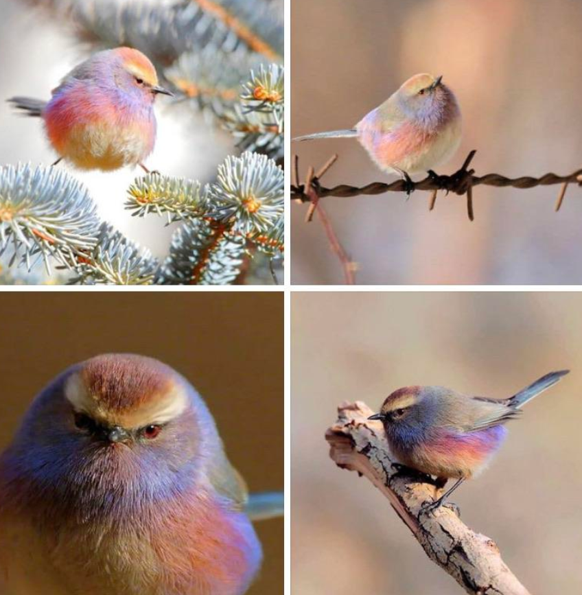 The beautiful, however unfriendly, white-browed tit-warbler.