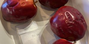 The concerning amount of bite marks on IKEA display apples…